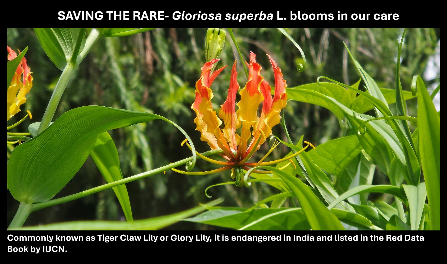 Gloriosa superba L.